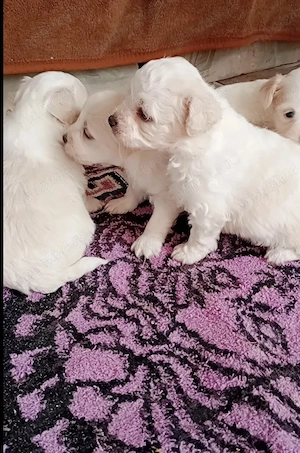 Bichon maltez talie mică  - imagine 2
