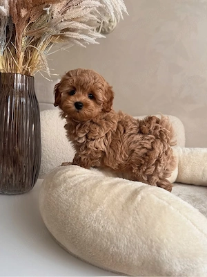 Pudel caniche mini toy  - imagine 2