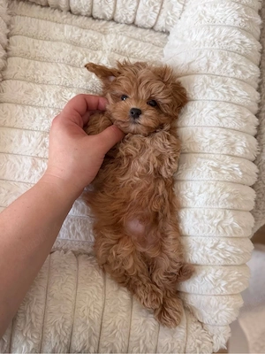 Pudel caniche mini toy 