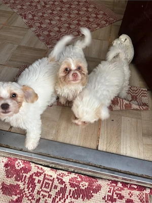 bichon maltez