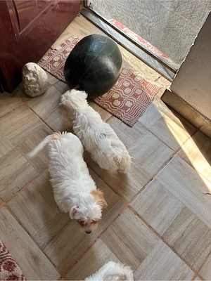 bichon maltez 