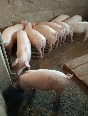 Grasuni de vânzare 