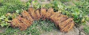 plante stoloni căpșuni 