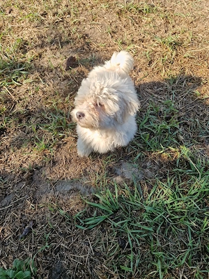 Bichon maltez deparazitați și vaccinați  - imagine 2