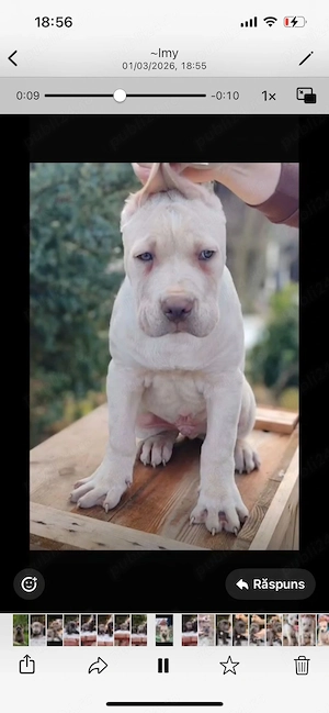 Vand pui cane corso