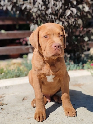 cane corso de vânzare