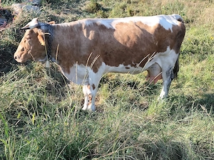 Vaca bălțată românească  - imagine 2