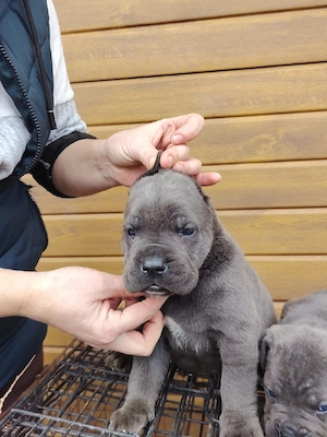 Vand pui cane corso - imagine 5