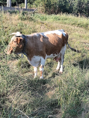 Vaca bălțată românească 