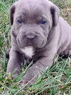 cane corso de vânzare