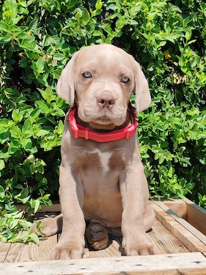 Vand pui cane corso - imagine 4
