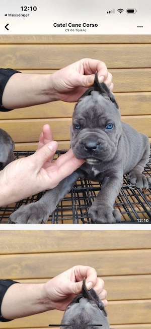 cane corso