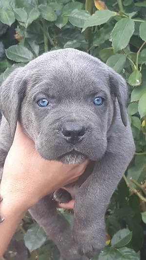 cane corso de vânzare - imagine 3