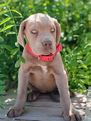 cane corso de vânzare - imagine 4