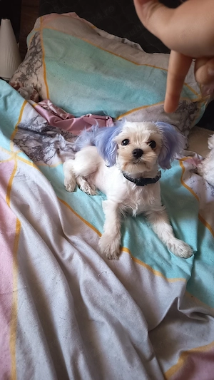 Bichon maltez mini toy băiat 
