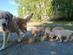 Puii Golden Retriever 2 luni 2 fete băieți disponibili imediat  - imagine 5