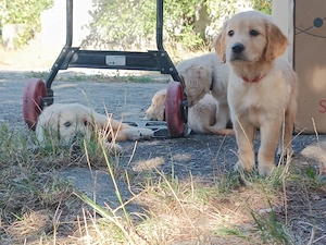Puii Golden Retriever 2 luni 2 fete băieți disponibili imediat  - imagine 4