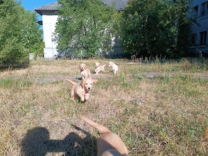 Puii Golden Retriever 2 luni 2 fete băieți disponibili imediat  - imagine 3