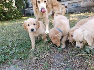 Puii Golden Retriever 2 luni 2 fete băieți disponibili imediat  - imagine 2