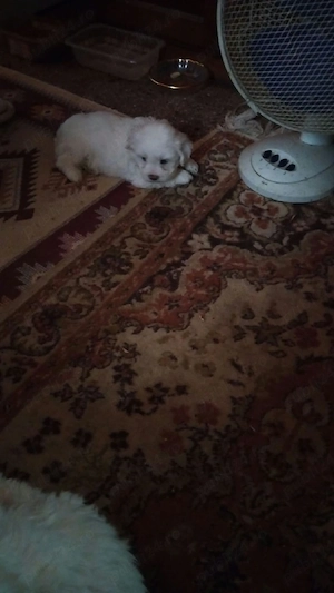 Vânzare pui bichon maltez  - imagine 5