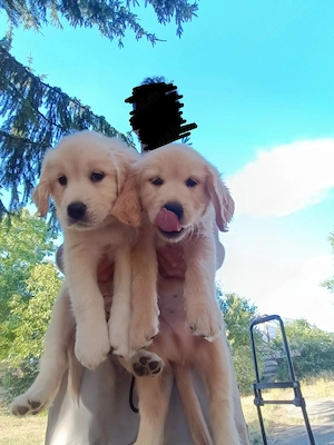 Puii Golden Retriever 2 luni 2 fete băieți disponibili imediat 