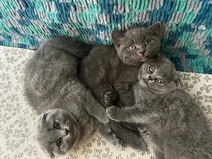 Pui scottish fold 