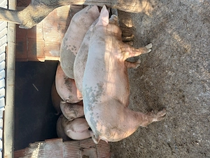 Porci rasa de carne duroc landras marele alb