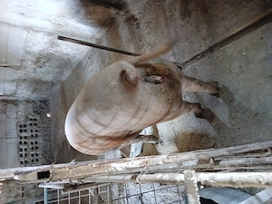 Porci 60kg 250kg
