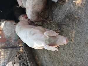 Porci crescuți românește, în gospodărie proprie! 