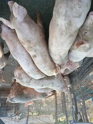 Porci crescuți românește, în gospodărie proprie!  - imagine 4