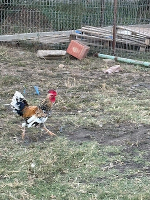 Tineret cocoși pitici