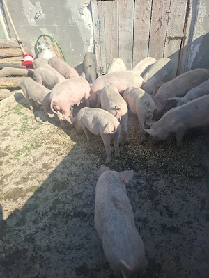 purcei de vânzare 