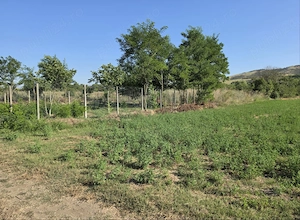 Teren pretabil camping în delta continentală(sat Victoria comuna Nufăru)