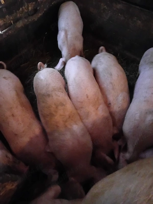 Purcei de 8 saptamanii de vanzare  - imagine 2