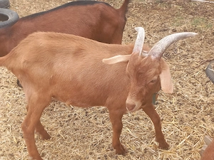 Tapisor de 6 luni cu genetic bun - imagine 2