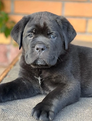 Cane Corso baetel si fetiță 