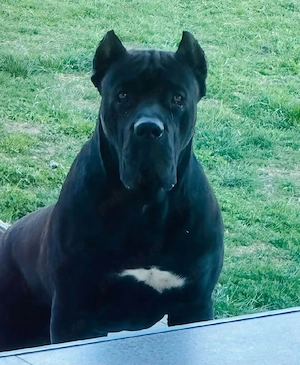 Presa Canario - catei de vanzare - imagine 2