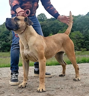Presa Canario - catei de vanzare - imagine 3