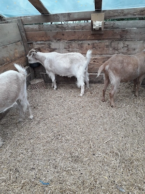 țapi rasa sanen castrti 