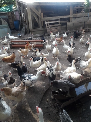 păsări de curte rațe găini cocosi puii 