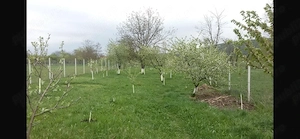 De închiriat in GILAU: Fermă Grajd 4 cai, padocuri + Teren 4000mp, la 12 km de Cluj - imagine 8