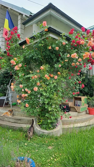 Casă spațioasă 224.8 mp teren 3800 mp gradina flori, natura, direct proprietar, aproape de Ploiesti - imagine 10