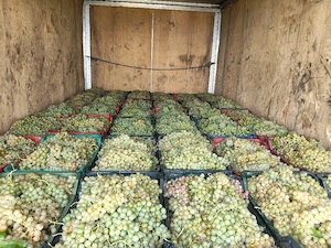 vând Struguri de vin