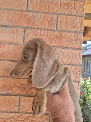 Teckel cafeniu Izabel