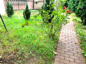 Casa pe parter cu teren 480 mp si pod mansardabil-Darmanesti, zona Adridan - imagine 17