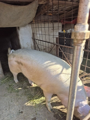 De vanzare purcea de carne crescuta la tara.