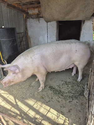 De vanzare porci de carne crescuti la tara nu este de ferma. - imagine 4