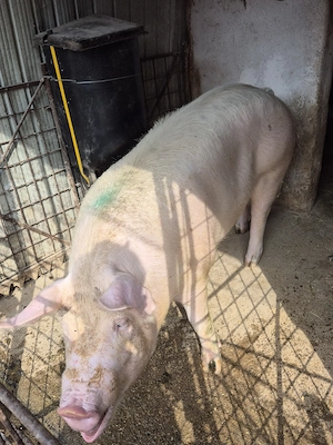 De vanzare porc de carne crescut la tara . - imagine 3