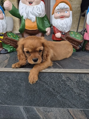 catelus cavalier king charles spaniel 