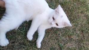 2 pisici british Shorthair 